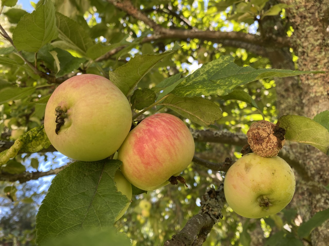 Omenapuun oksa, jossa kolme punakaneliomenaa ja yksi muumiotaudin rutistama omena.