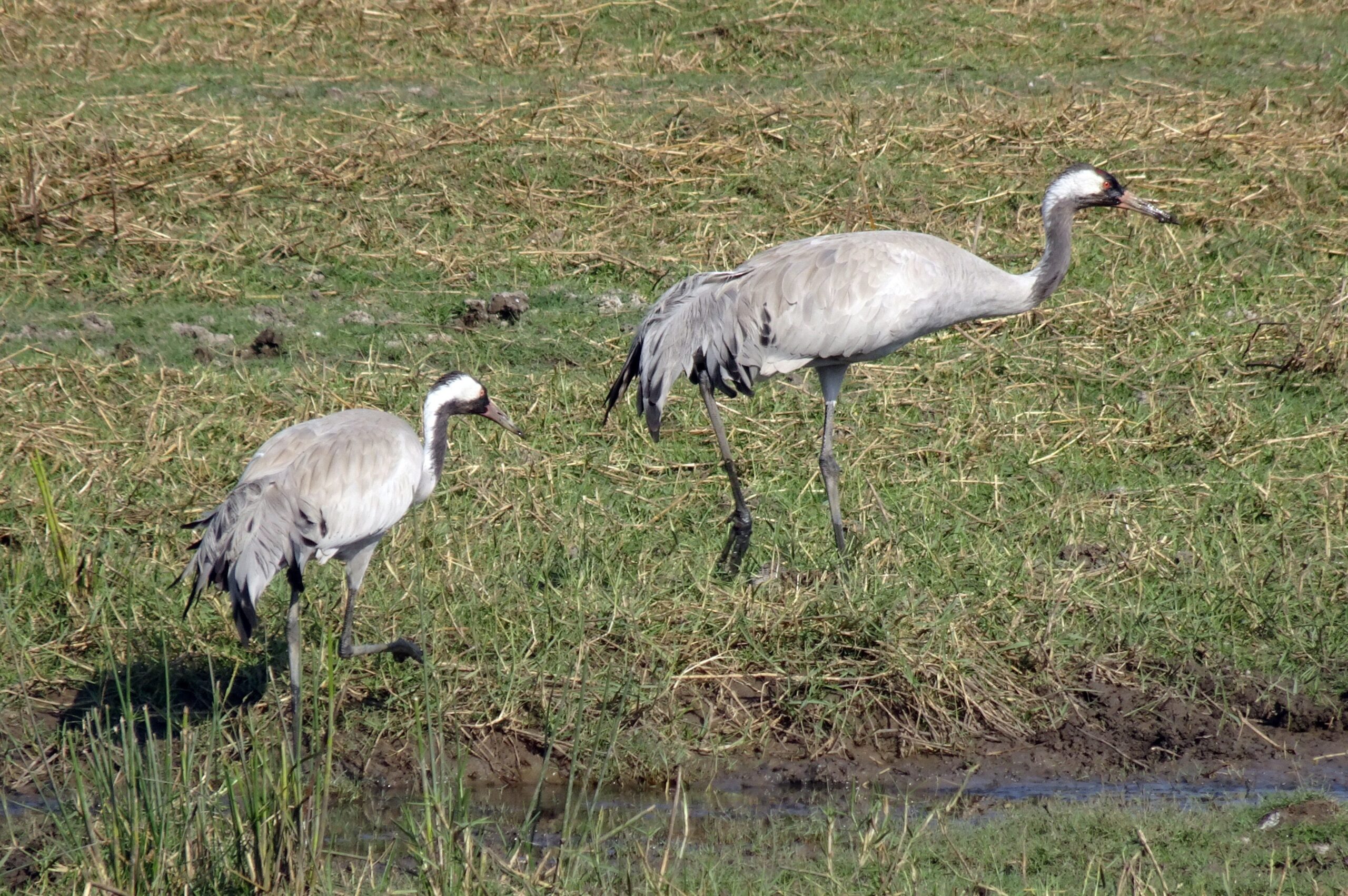 kaksi kurkea kostealla pellolla ruokailemassa
