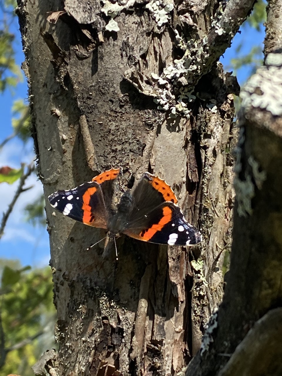 Amiraaliperhonen puun kaarnan päällä