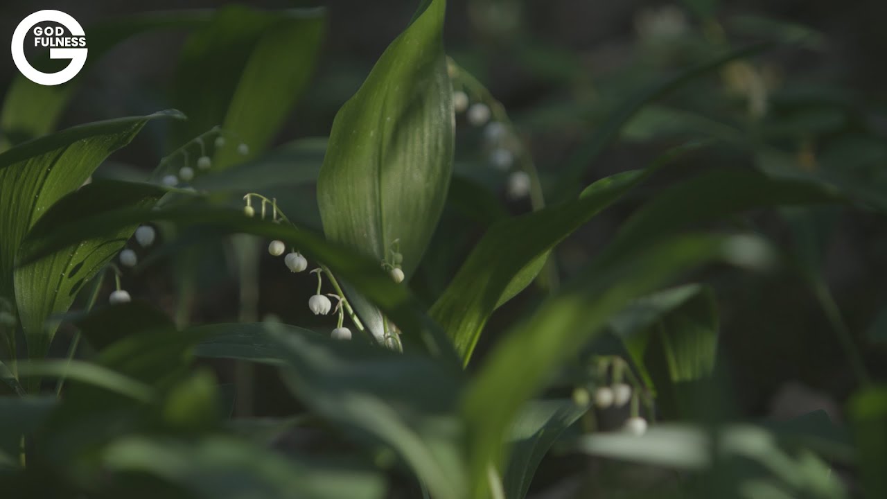 Hyvä paimen -rentoutuminen