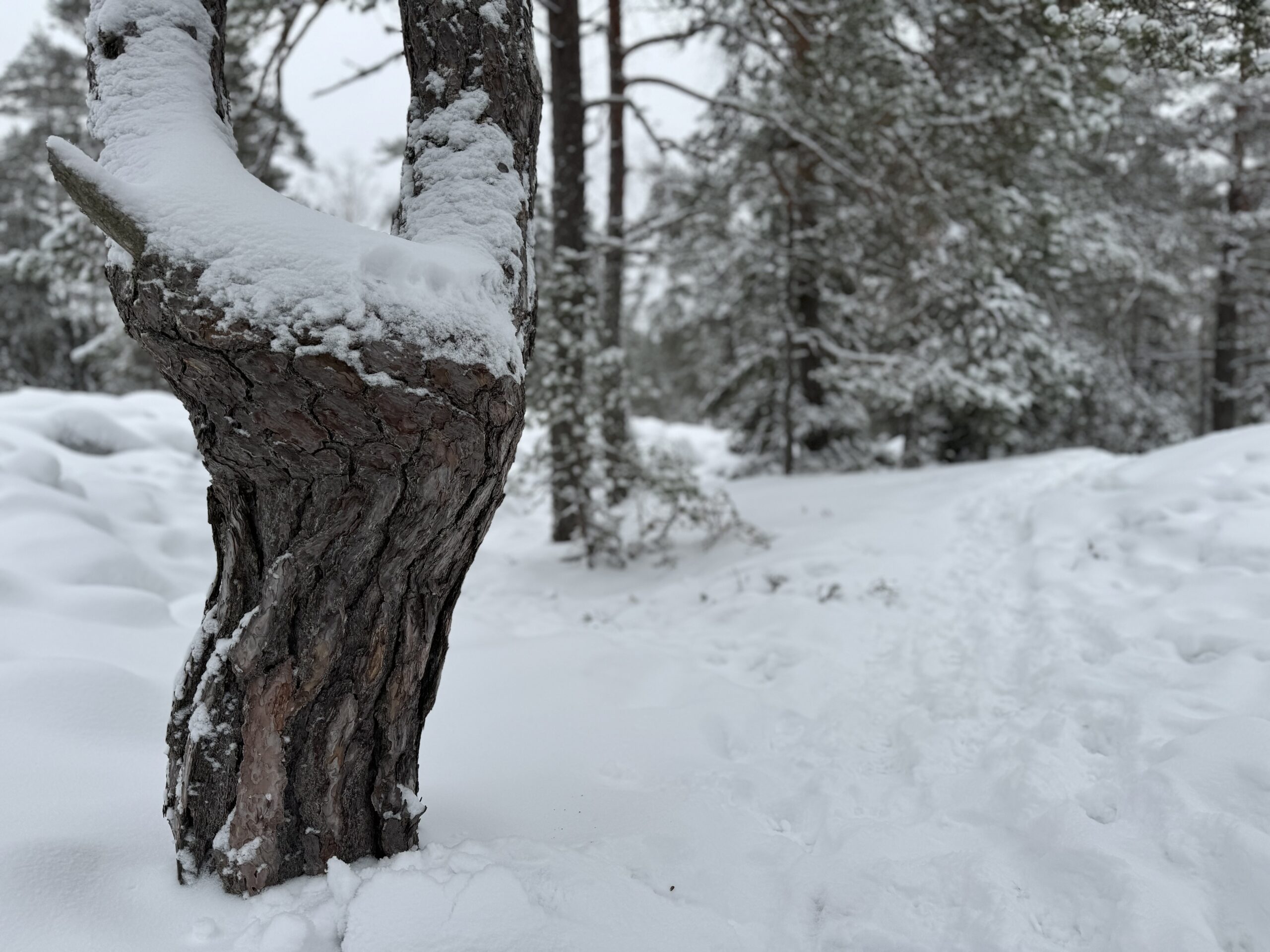 Männynrunko lumisessa maisemassa