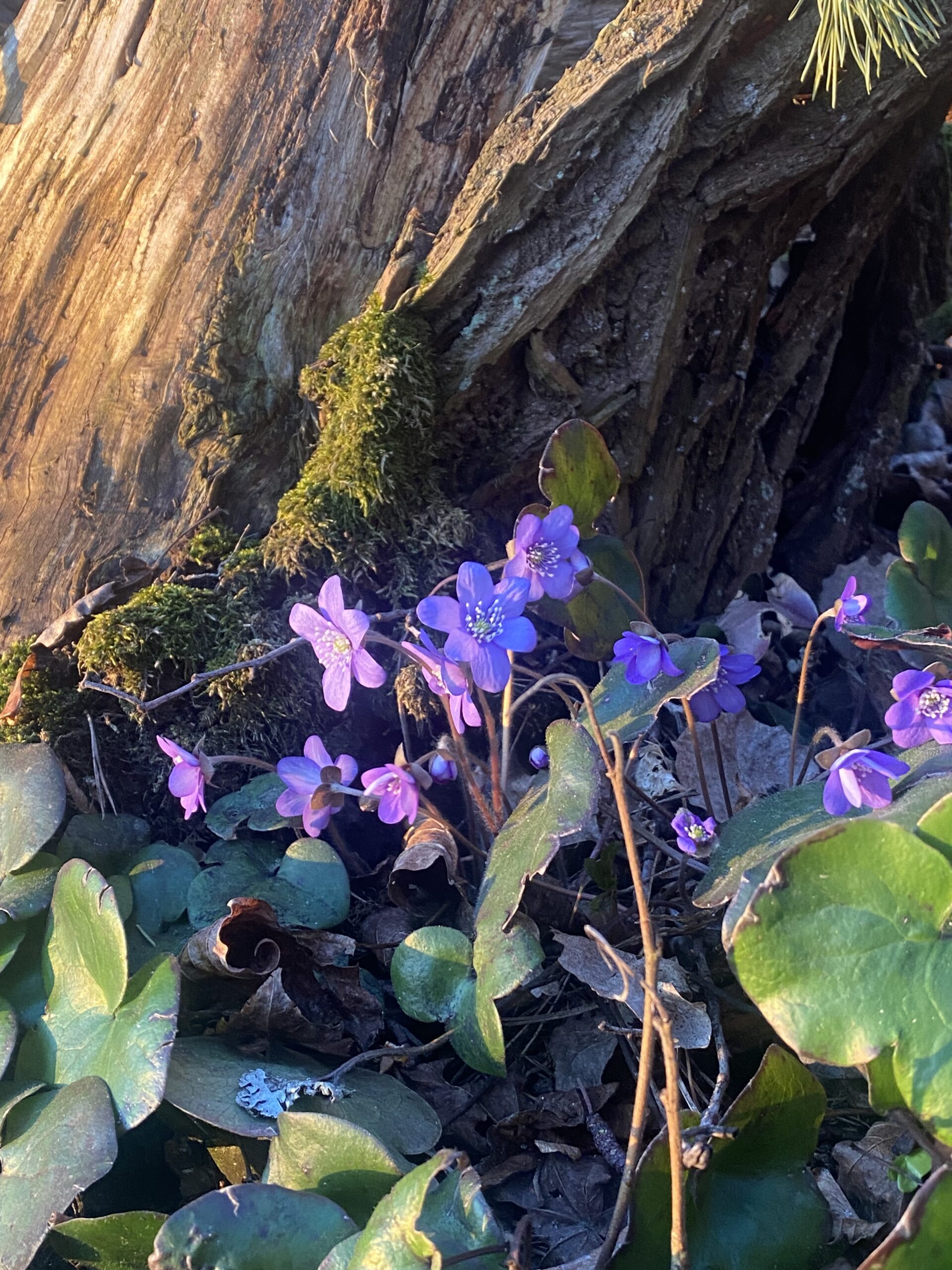 sinivuokot vanhan kannon edessä
