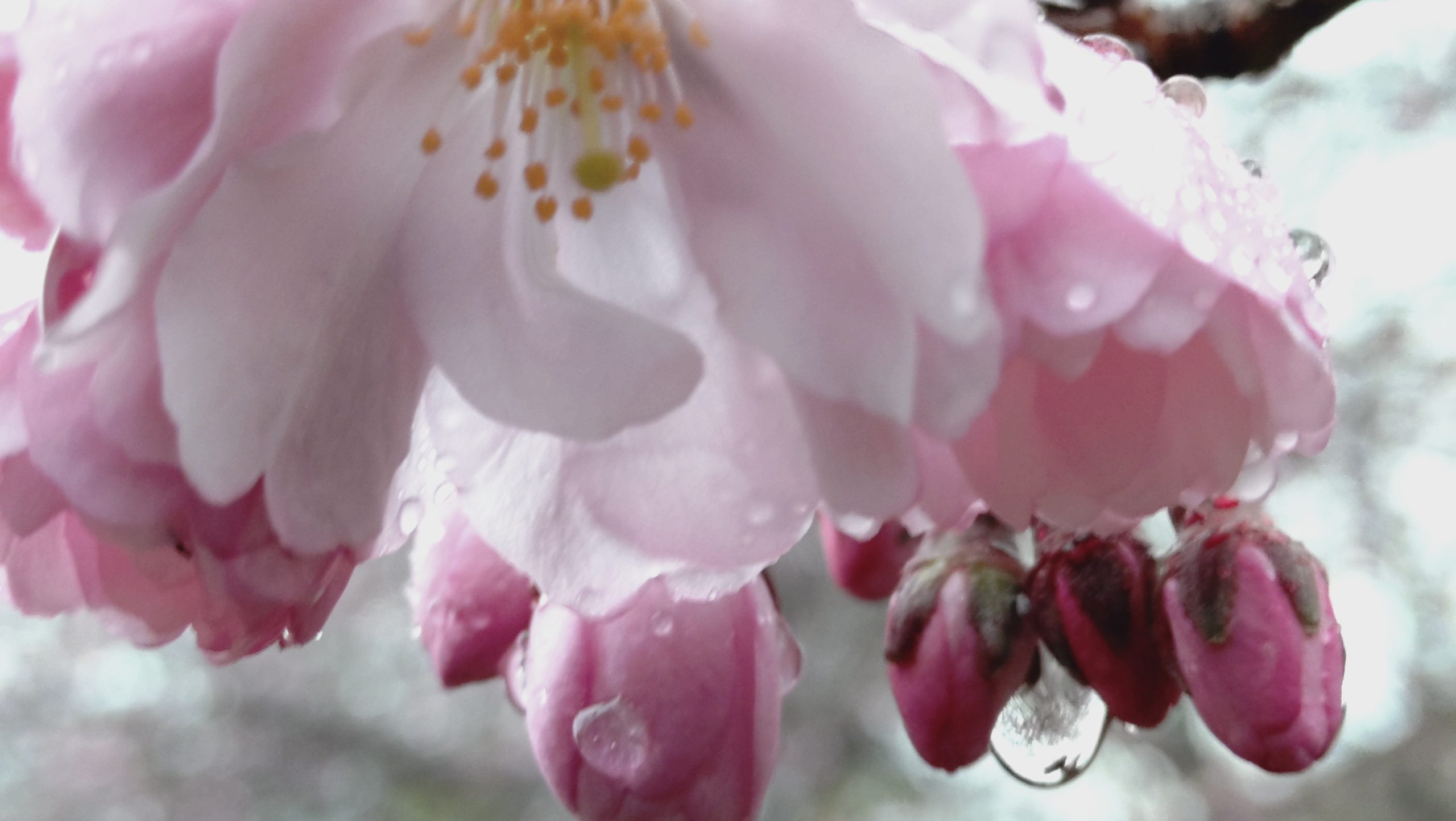 Kirsikankukka ja nuppuja joissa sadepisara