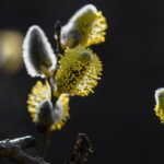 Keväinen toivon oksa